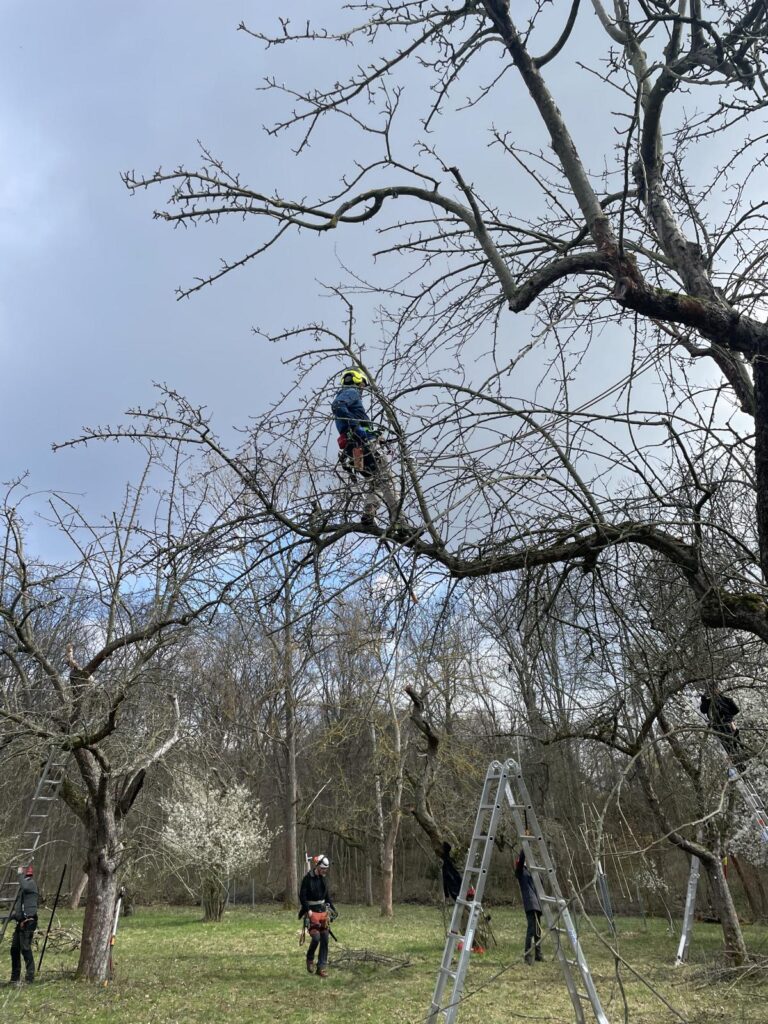 Dieses Bild zeigt Arbeiten in der Obstbaumpflege