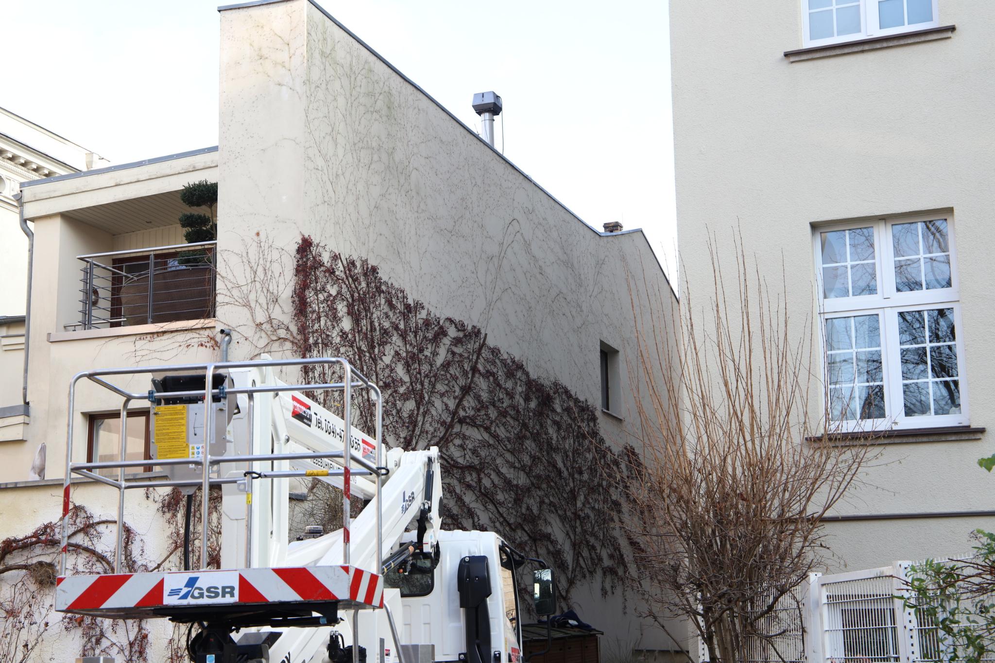 glanzmispel hecke Glanzmispelhecke | kaufen main image 1
